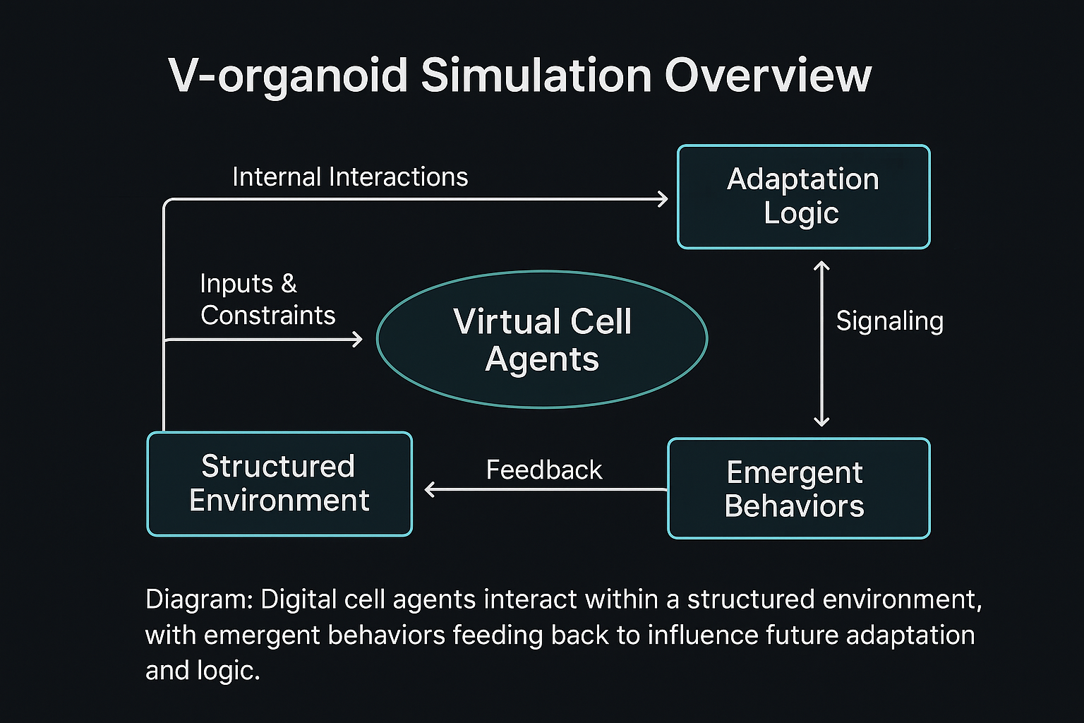 V-organoid Simulation Framework Diagram